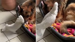 Disabled person road repairs: పెన్షన్ ఫైసలతో గుంతలు పూడ్చిన దివ్యాంగుడు.! ఇబ్బందులు పట్టించుకోని అధికారులకు సహల్..