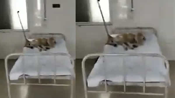 Viral Video: నాకు జ్వరమోచ్చింది డాక్టరూ.. ఆసుపత్రి బెడ్పై హాయిగా నిద్రిస్తున్న కుక్క..