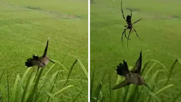 Viral Video: వామ్మో.. అంత పెద్ద పక్షిని వేటాడిన సాలీడు.. ఆ తర్వాత ఏం జరిగిందో తెలిస్తే షాక్ అవుతారు..వీడియో వైరల్..