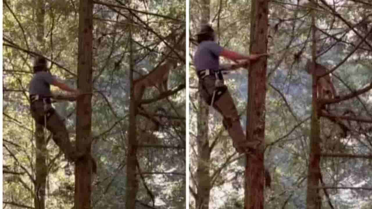 Viral Video: చెట్టు ఎక్కుతున్న వ్యక్తికి ఎదురుపడిన సింహం.. ఆ తర్వాత ఏం జరిగిందంటే..