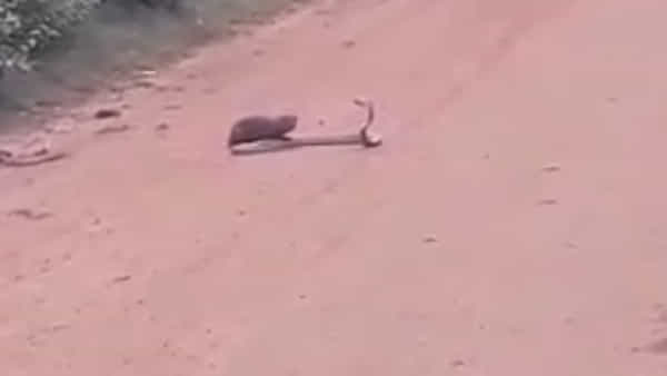 Viral Video: నడిరోడ్డు పై పాము ముంగిస ఫైట్.. గంటకు పైగా హోరాహోరీగా యుద్ధం.. నిలిచిపోయిన ట్రాఫిక్..