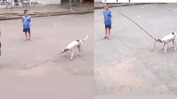 Viral Video: స్నేహితులకు స్కిప్పింగ్ ఆడటంలో సహయం చేస్తోన్న కుక్కపిల్ల.. వీడియో వైరల్..