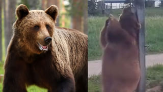 Video Viral: బాగా అయ్యిందా.. ప్రశాంతంగా ఉన్నప్పుడు కెలికితే ఇలాగే ఉంటుంది.. నవ్వు తెప్పిస్తున్న వీడియో..