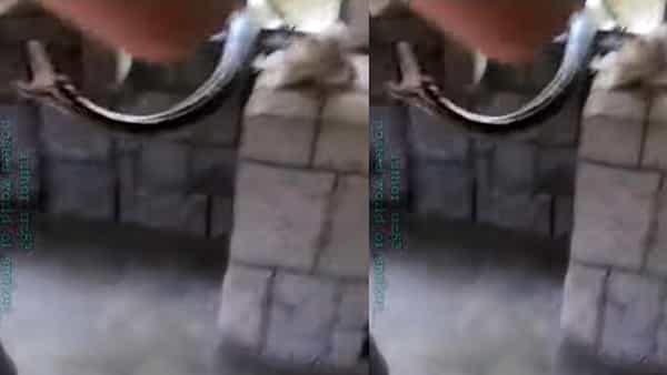Viral Video: వామ్మో.. సెకన్ గ్యాప్ కూడా ఇవ్వలేదుగా.. డైరెక్ట్ అటాక్ చేసిన భారీ ఫైథాన్.. జస్ట్ మిస్..