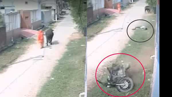 Viral Video: బుల్లెట్పై వస్తుండగా ఎదురొచ్చిన యముడు.. కట్ చేస్తే, క్షణాల్లోనే అంతా ముగిసింది..