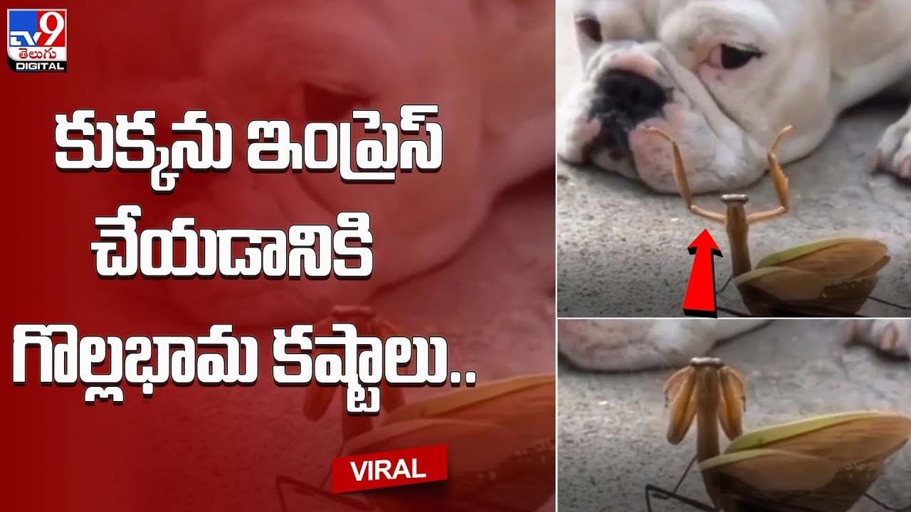 Viral: కుక్కను ఇంప్రెస్ చేయడానికి గొల్లభామ కష్టాలు..