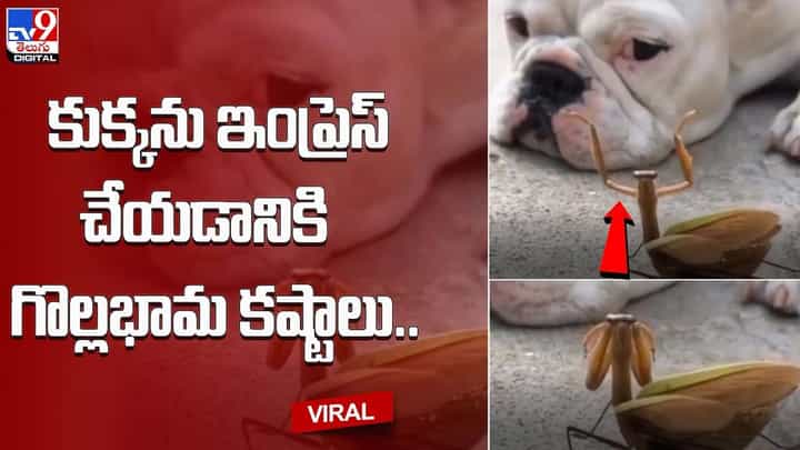 Viral: కుక్కను ఇంప్రెస్ చేయడానికి గొల్లభామ కష్టాలు.. Viral: కుక్కను ఇంప్రెస్ చేయడానికి గొల్లభామ కష్టాలు..