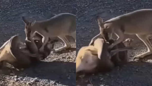 Viral Video: అయ్యో దేవుడా.. స్నేహితుడి కోసం కొండచిలువతో భీకరంగా పోరాడిన కంగారు.. ఒళ్లు గగుర్పొడిచే వీడియో