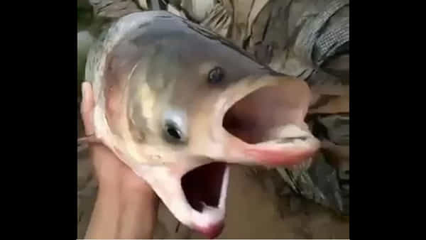 Viral Video: వలలో చిక్కుకున్న వింత చేప.. రెండు నోళ్లు.. నాలుగు కళ్లతో.. చూడగానే భయం పుట్టేలా..