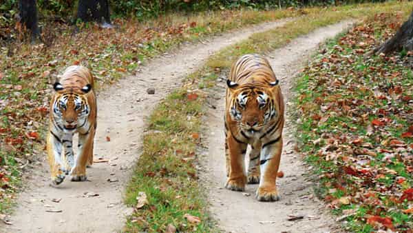 Wildlife Protection: ప్రధాని మోదీ అధికారంలోకి వచ్చాక వన్య ప్రాణుల సంరక్షణ ఇలా..
