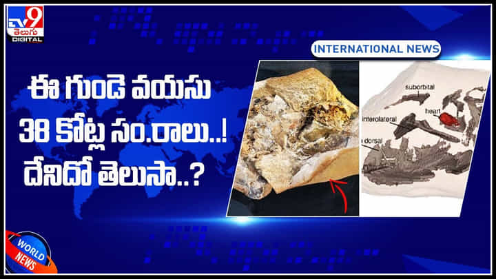 Oldest heart: ప్రపంచంలోనే అత్యంత పురాతనమైన 38 కోట్ల సంవత్సరాల నాటి గుండె.. మీరు ఒకసారి చూడండి. Oldest heart: ప్రపంచంలోనే అత్యంత పురాతనమైన 38 కోట్ల సంవత్సరాల నాటి గుండె.. మీరు ఒకసారి చూడండి.
