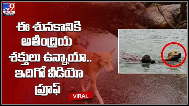 Dog Supernatural powers: ఈ శునకానికి అతీంద్రియ శక్తులు ఉన్నాయా.. ఇదిగో వీడియో ప్రూఫ్..వీడియో. Dog Supernatural powers: ఈ శునకానికి అతీంద్రియ శక్తులు ఉన్నాయా.. ఇదిగో వీడియో ప్రూఫ్..వీడియో.
