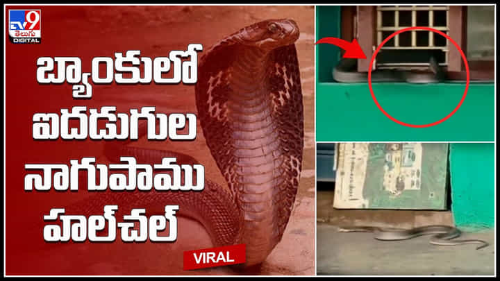 Snake In Bank: బ్యాంకులో ఐదడుగుల నాగుపాము హల్చల్.. భయబ్రాంతులకు గురైన బ్యాంక్ సిబ్బంది.. Snake In Bank: బ్యాంకులో ఐదడుగుల నాగుపాము హల్చల్.. భయబ్రాంతులకు గురైన బ్యాంక్ సిబ్బంది..