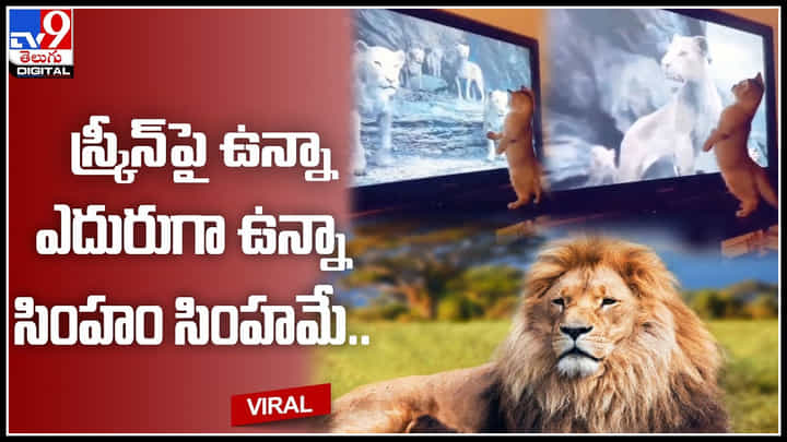 Cat and Lion: స్క్రీన్ పై ఉన్నా , ఎదురుగా ఉన్నా సింహం సింహమే.. టీవీలో సింహం గాండ్రిస్తే ఇంట్లో పిల్లి పరుగు.. Cat and Lion: స్క్రీన్ పై ఉన్నా , ఎదురుగా ఉన్నా సింహం సింహమే.. టీవీలో సింహం గాండ్రిస్తే ఇంట్లో పిల్లి పరుగు..