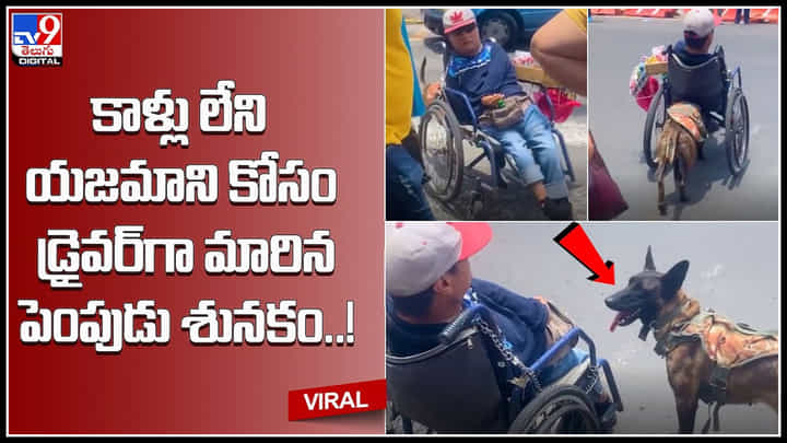 Dog Help: నెటిజన్ల హృదయాలను గెలుచుకున్న శునకం.. కాళ్లు లేని యజమాని కోసం డ్రైవర్గా మారిన పెంపుడు కుక్క..! Dog Help: నెటిజన్ల హృదయాలను గెలుచుకున్న శునకం.. కాళ్లు లేని యజమాని కోసం డ్రైవర్గా మారిన పెంపుడు కుక్క..!