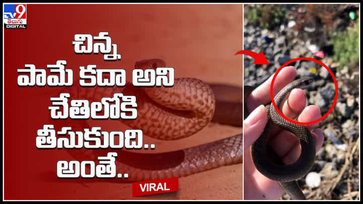 Small Snake: చిన్న పామే కదా అని చేతిలోకి తీసుకుంది.. అంతే.. ఒక్కసారిగా తల్లిదండ్రులు కూడా షాక్.. Small Snake: చిన్న పామే కదా అని చేతిలోకి తీసుకుంది.. అంతే.. ఒక్కసారిగా తల్లిదండ్రులు కూడా షాక్..