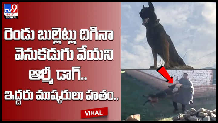 Army Dog: ఆర్మీ డాగా మజాకా..! రెండు బుల్లెట్లు దిగినా వెనుకడుగు వేయని ఆర్మీ డాగ్.. ఇద్దరు ముష్కరులు హతం.. Army Dog: ఆర్మీ డాగా మజాకా..! రెండు బుల్లెట్లు దిగినా వెనుకడుగు వేయని ఆర్మీ డాగ్.. ఇద్దరు ముష్కరులు హతం..