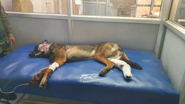 Army Dog: కథన సీమలో కొదమ సింహం.. ఉగ్రవాదులతో వీరోచితంగా పోరాడిన ఆర్మీ జాగిలం కన్నుమూత..