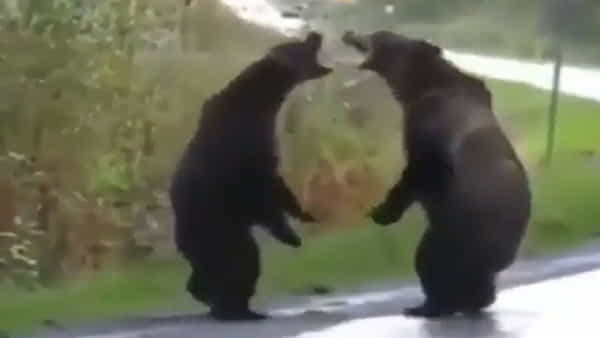Bear Fight: రోడ్డు మధ్యలో పొట్టుపొట్టుగా పోట్లాడుకున్న ఎలుగుబంట్లు.. వీడియో చూస్తే అవాక్కవ్వాల్సిందే