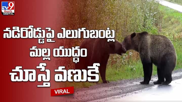 నడిరోడ్డుపై ఎలుగుబంట్ల మల్ల యుద్ధం.. చూస్తే వణుకే.. నడిరోడ్డుపై ఎలుగుబంట్ల మల్ల యుద్ధం.. చూస్తే వణుకే..