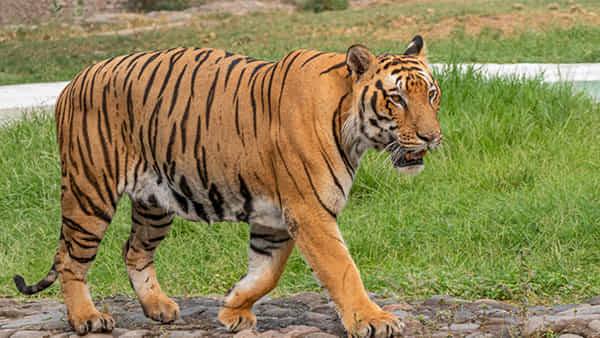 Tiger: వామ్మో పులొచ్చింది.. కాగజ్నగర్లో టెన్షన్ టెన్షన్.. ప్రజలు బయటకు రావొద్దంటూ చాటింపు..