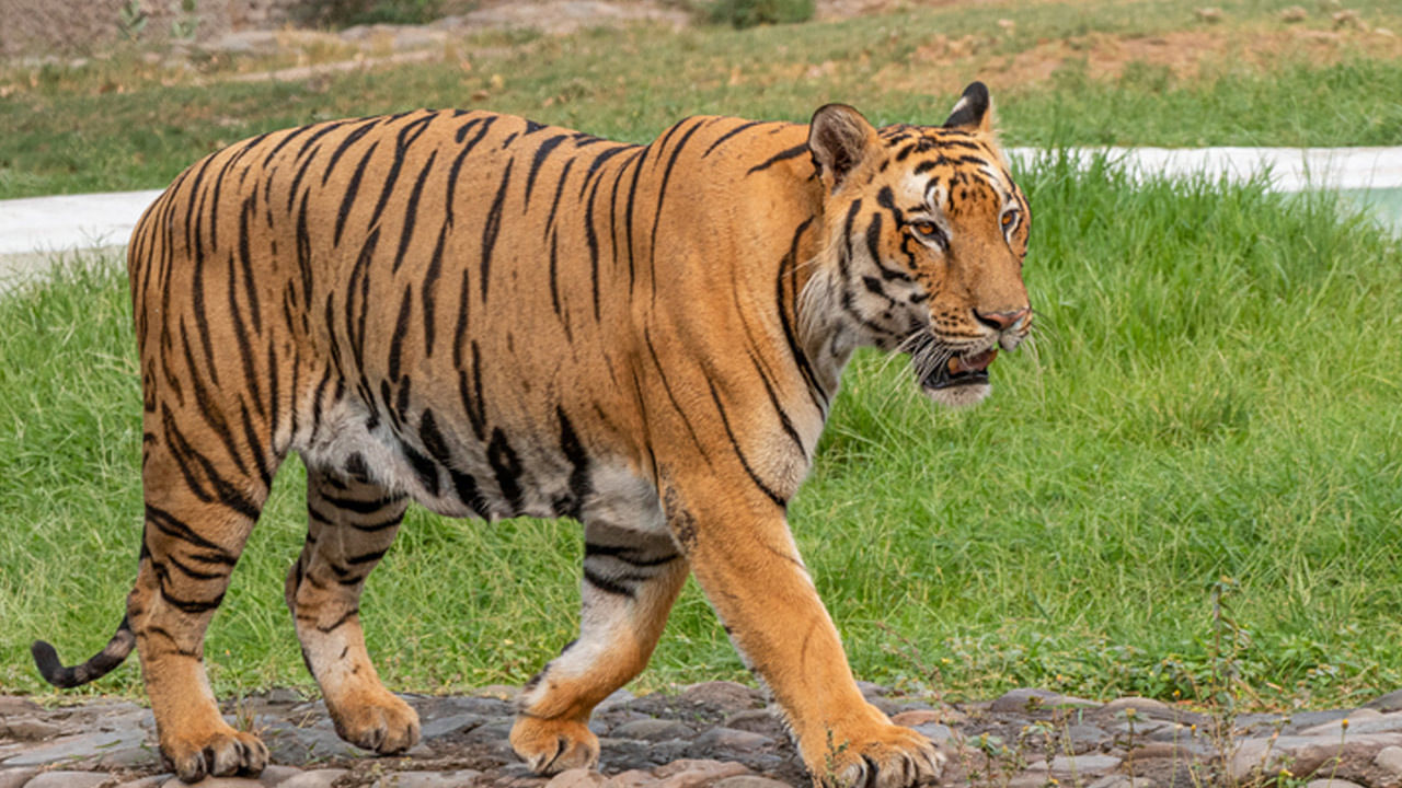 Tiger Fear: నెత్తురు మరిగిన రాయల్‌ బెంగాల్‌ టైగర్‌.. గజగజ వణికిపోతున్న జనాలు..