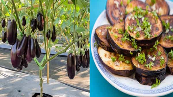 Brinjal Side Effects: ఈ ఆరోగ్య సమస్యలున్నవారు వంకాయ తింటున్నారా.. ఎంత ప్రమాదకరమో తెలుసా..