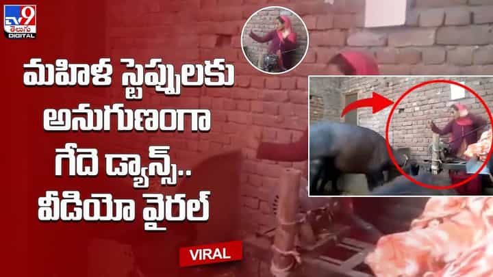 మహిళ స్టెప్పులకు అనుగుణంగా గేదె డ్యాన్స్.. వీడియో వైరల్ మహిళ స్టెప్పులకు అనుగుణంగా గేదె డ్యాన్స్.. వీడియో వైరల్