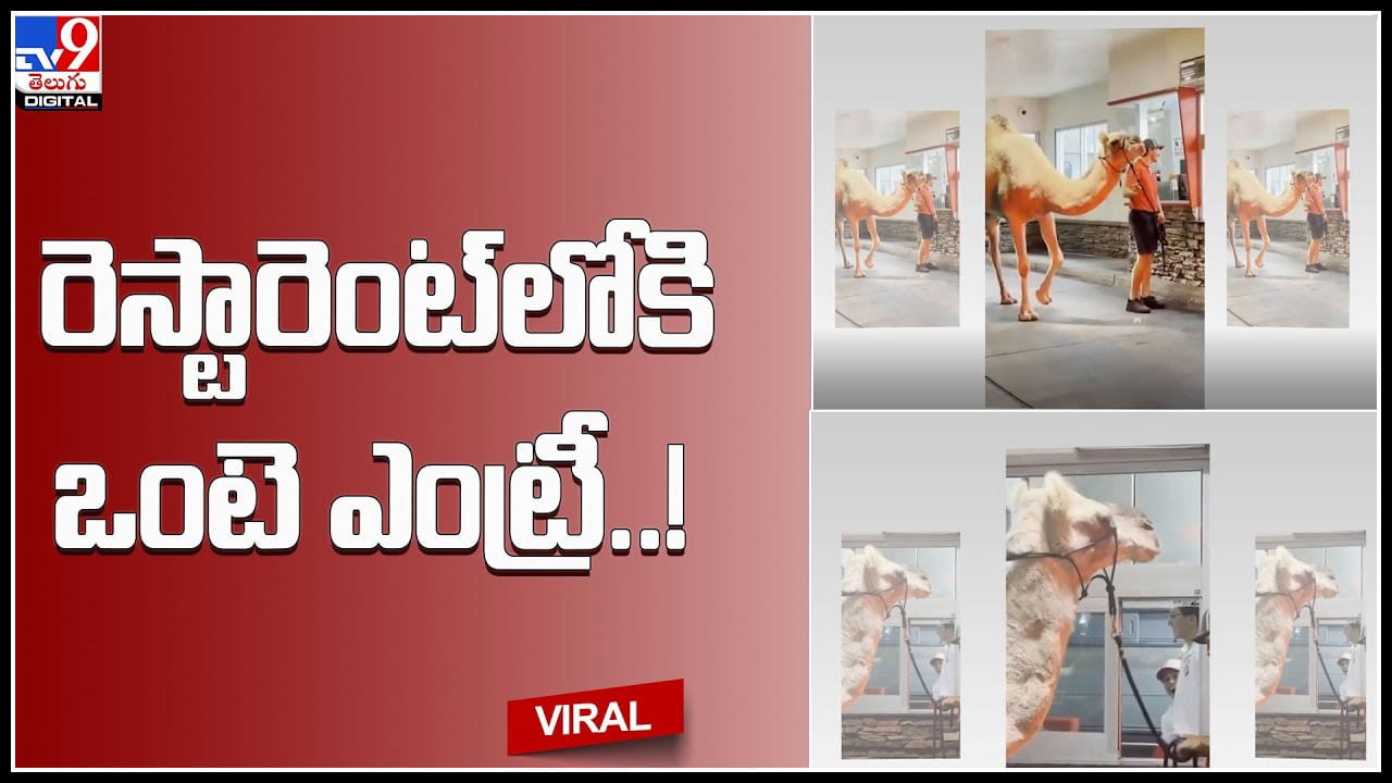 Camel in Restaurant: రెస్టారెంట్‌లోకి ఎంట్రీ ఇచ్చిన ఒంటె.. !  విస్తుపోయిన సిబ్బంది ఎం చేసారంటే..(వీడియో)