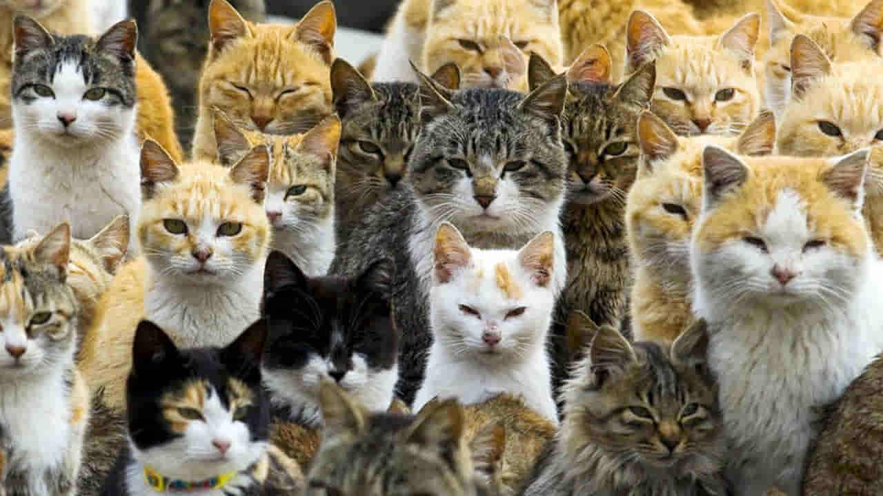 Funny Video: పిల్లి తప్పిపోయిందని ఇంటి యజమాని విచారం.. బాధ పొగొట్టడం కోసం కుటుంబ సభ్యులు ఏం చేశారంటే..