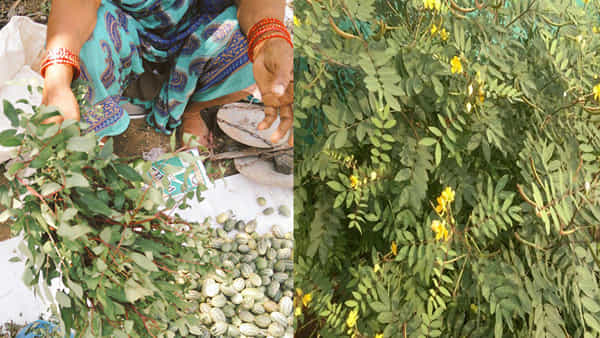 Kasivinda Plant : చెన్నంగి ఆకుతో అద్భుత ఆరోగ్య ప్రయోజనాలు.. వారికి అపర సంజీవని ఈ ఆకు పొడి..!