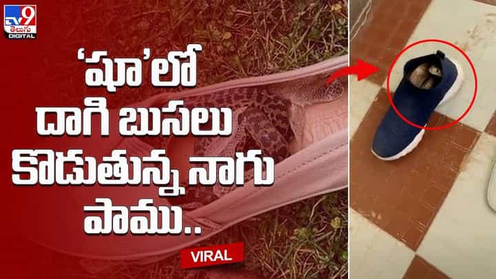 ‘షూ’లో దాగి బుసలు కొడుతున్న నాగు పాము.. చివరికి ఏమైందంటే ?? ‘షూ’లో దాగి బుసలు కొడుతున్న నాగు పాము.. చివరికి ఏమైందంటే ??