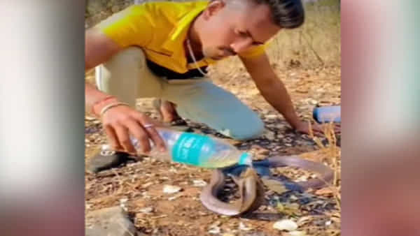 King Cobra: దాహంతో ఉన్న నాగుపాముకు నీళ్లు తాపిన బాలుడు.. వీడియో చూసి షాక్ అవుతోన్న నెటిజన్లు