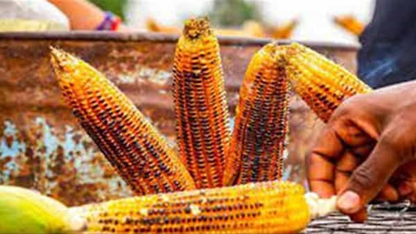 Health Tips: ఆరోగ్యాన్నిచ్చే మొక్కజొన్న.. అశ్రద్ధ వహిస్తే ప్రాణాలకే ముప్పు.. ఎలాగో తెలుసుకోండి..