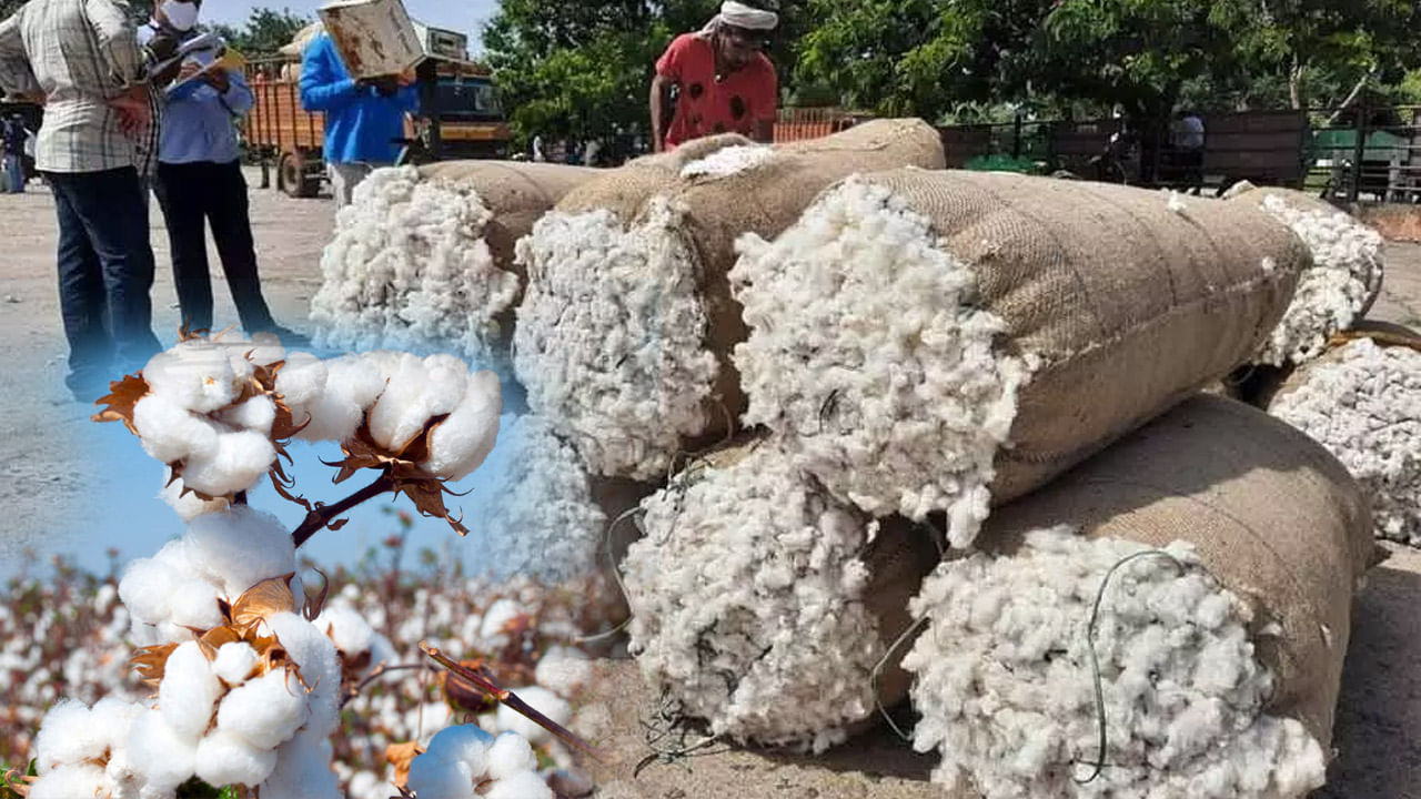 Cotton prices: ఊరించి.. ఊసూరుమనిపించి.. పత్తి ధర తగ్గడంపై అనుమానాలు