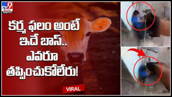 cow attack: కర్మ ఫలం అంటే ఇదే బాస్.. ఎవరూ తప్పించుకోలేరు.! ఆవా , మజాకా..(వీడియో) cow attack: కర్మ ఫలం అంటే ఇదే బాస్.. ఎవరూ తప్పించుకోలేరు.! ఆవా , మజాకా..(వీడియో)