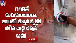 పాము – ముంగీస మ‌ధ్య భీక‌ర పోరు.. ఒళ్లు గగురు పొడిచే వీడియో