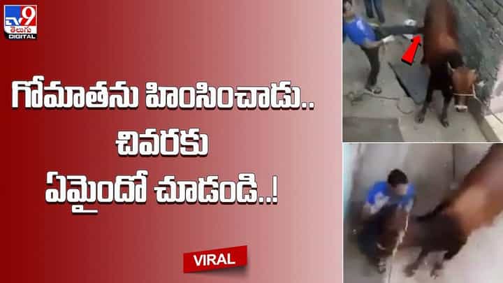 గోమాతను హింసించాడు.. చివరకు ఏమైందో చూడండి గోమాతను హింసించాడు.. చివరకు ఏమైందో చూడండి