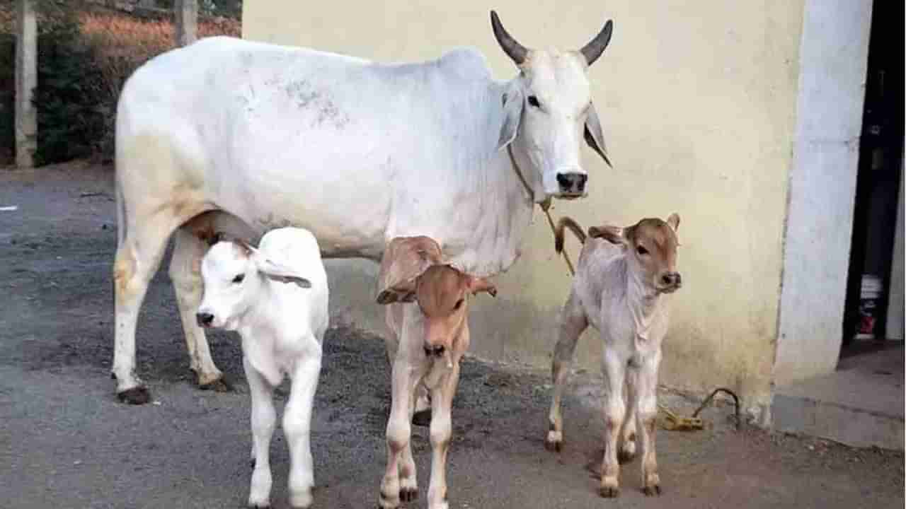 Cow National Animal: ఆవును జాతీయ జంతువుగా ప్రకటించాలని పిటిషన్‌ .. స్వీకరించేందుకు సుప్రీంకోర్టు నిరాకరణ