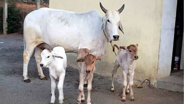 Cow National Animal: ఆవును జాతీయ జంతువుగా ప్రకటించాలని పిటిషన్ .. స్వీకరించేందుకు సుప్రీంకోర్టు నిరాకరణ