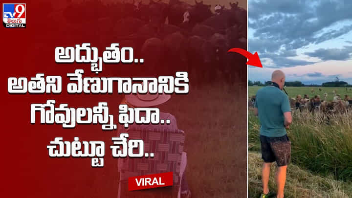 అద్భుతం.. అతని వేణుగానానికి గోవులన్నీ ఫిదా.. చుట్టూ చేరి.. అద్భుతం.. అతని వేణుగానానికి గోవులన్నీ ఫిదా.. చుట్టూ చేరి..