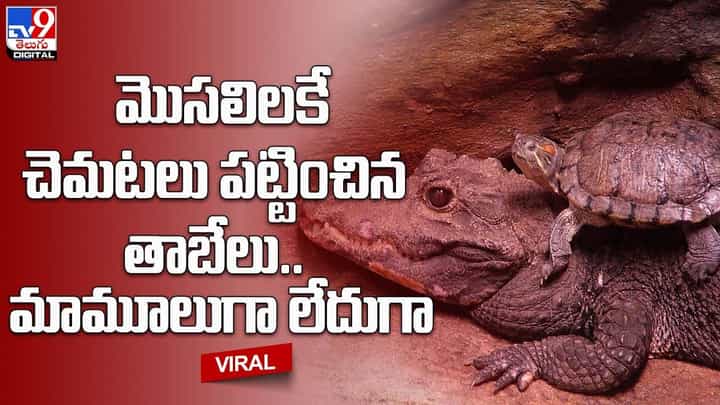 మొసలిలకే చెమటలు పట్టించిన తాబేలు.. మామూలుగా లేదుగా.. మొసలిలకే చెమటలు పట్టించిన తాబేలు.. మామూలుగా లేదుగా..