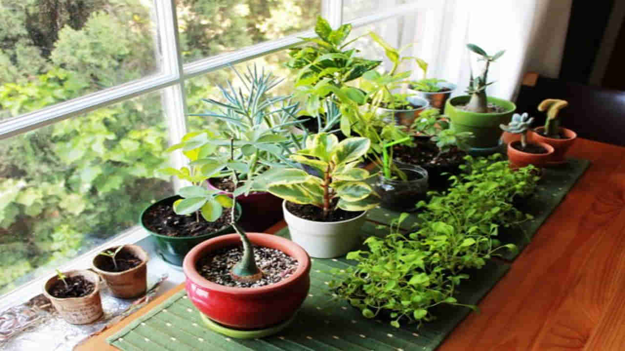 Vastu for plants: ఈ మొక్కను మీ ఇంట్లో ఉంటే డబ్బుకు లోటు ఉండదు.. అయస్కాంతంలా ఆకర్షిస్తుందట..