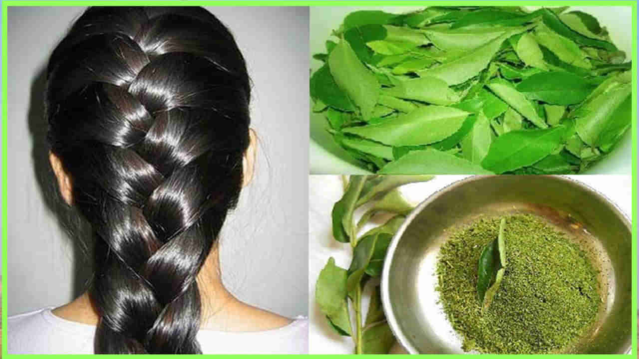 Hair care tips: తెల్ల జుట్టుకు రంగు వేయాల్సిన అవసరం లేదు.. ఈ ఒక్క ఆకుని వాడితే చాలు..