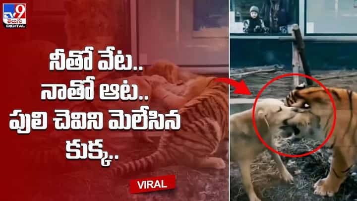 ఏం ధైర్యం.. పులి చెవిని నోటకరచుకొని లాక్కెళ్లిన కుక్క !! ఏం ధైర్యం.. పులి చెవిని నోటకరచుకొని లాక్కెళ్లిన కుక్క !!