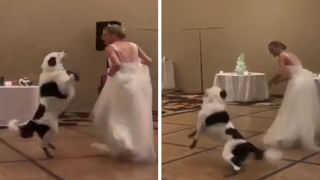 నా పులుల్ని కాపాడండి ప్లీజ్‌.. జాగ్వర్‌ కుమార్‌ విన్నపం..(Video)