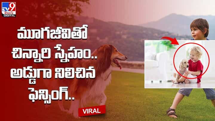మూగజీవితో చిన్నారి స్నేహం.. అడ్డుగా నిలిచిన ఫెన్సింగ్.. మూగజీవితో చిన్నారి స్నేహం.. అడ్డుగా నిలిచిన ఫెన్సింగ్..