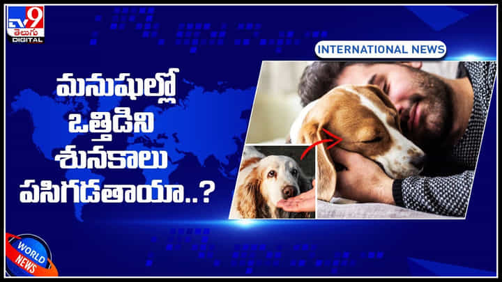 Dogs stress: మనుషుల్లో ఒత్తిడిని శునకాలు పసిగడతాయా..? నిజమే అని తేల్చారు పరిశోధకులు.. ఎలా అంటే.. వీడియో Dogs stress: మనుషుల్లో ఒత్తిడిని శునకాలు పసిగడతాయా..? నిజమే అని తేల్చారు పరిశోధకులు.. ఎలా అంటే.. వీడియో