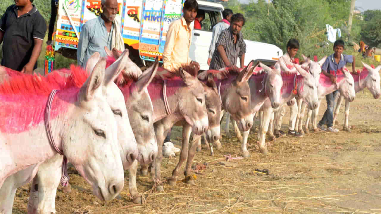 రూ. లక్షా 90వేలు పలికిన సల్మాన్‌, షారుఖ్‌.. కత్రినా ధర ఎంతో తెలుసా..? గాడిదల మార్కెట్‌లో కొనుగోలు చేసిన వ్యాపారి