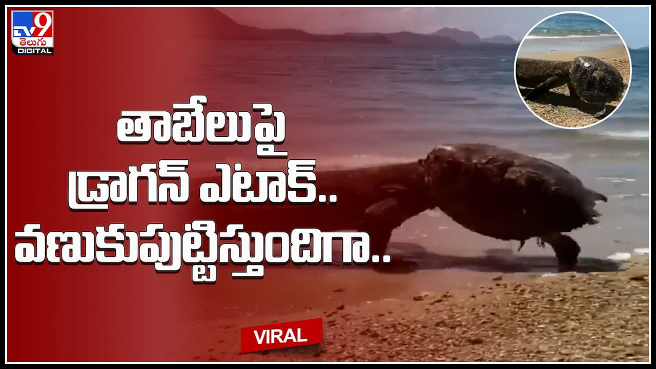 Dragon-Turtle: తాబేలుపై డ్రాగన్ ఎటాక్.. తాబేలు కప్పరంలో దూరి నమిలేసిన వైనం.. వణుకు పుట్టిస్తున్న వీడియో Dragon-Turtle: తాబేలుపై డ్రాగన్ ఎటాక్.. తాబేలు కప్పరంలో దూరి నమిలేసిన వైనం.. వణుకు పుట్టిస్తున్న వీడియో